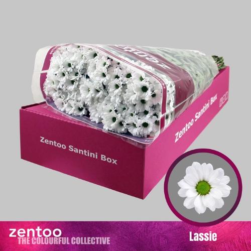 Chrysanthemum (Indicum Grp) tros santini AAA Lassie