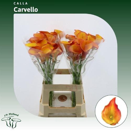Zantedeschia 'Carvello'