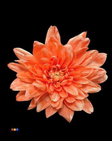 Chrysanthemum Indicum Grp tros kas kleurbehandeld H%