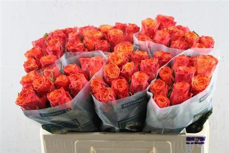 Rosa grootbloemig Devoted