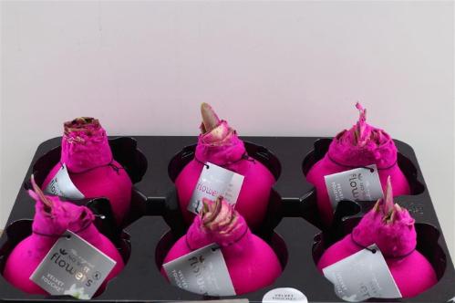 Hippeastrum bol gewaxt H%