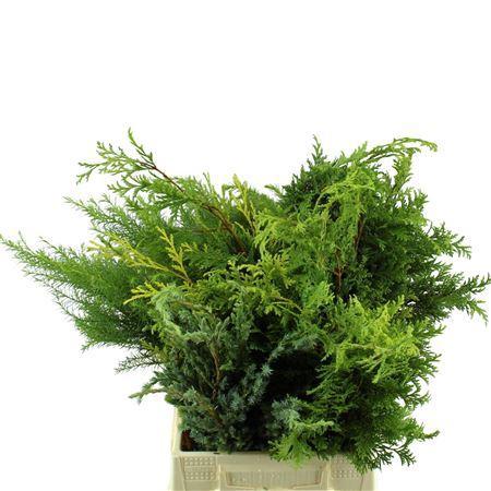 Chamaecyparis '...' Coniferen gemengd per bos