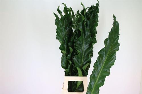 Decoratiegroen groot blad