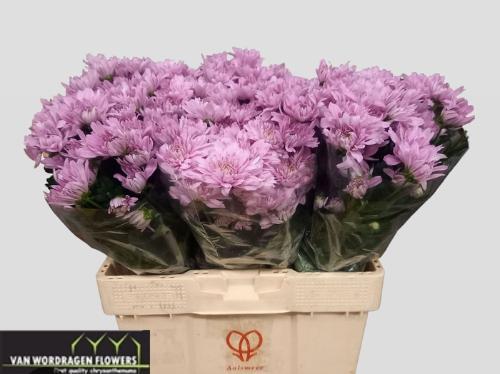 Chrysanthemum (Indicum Grp) tros Kalimba