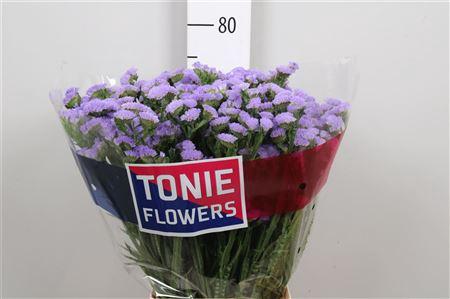 Limonium sinuatum Sky Wings