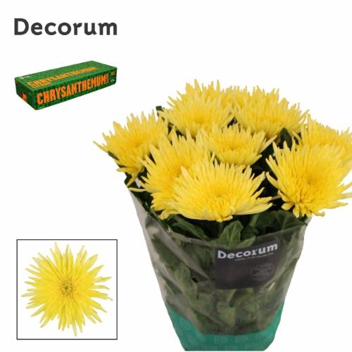 Chrysanthemum Indicum Grp geplozen kas Anastasia Sunny