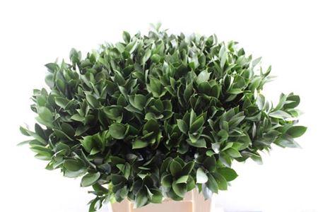 Ruscus hypophyllum (groot blad)