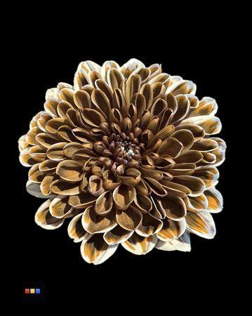 Chrysanthemum Indicum Grp tros kas kleurbehandeld H%