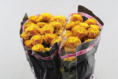 Chrysanthemum (Indicum Grp) tros Lionking