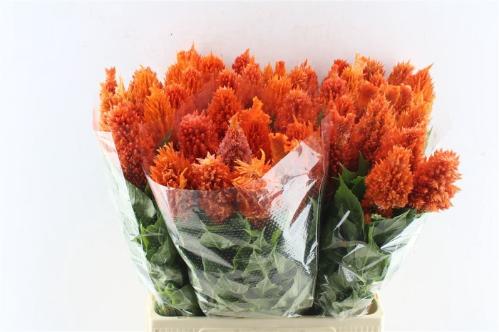 Celosia argentea (Plumosa Grp) Sunday Orange