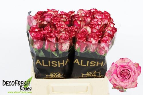 Rosa grootbloemig Barracuda