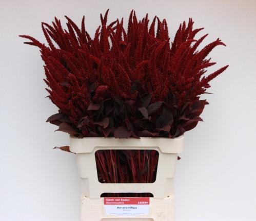 Amaranthus cruentus 'Velvet'