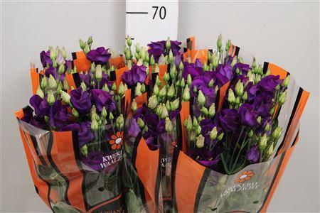 Eustoma russellianum enkelbloemig 'Piccolo Violet'