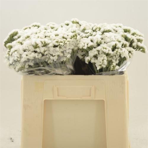 Limonium sinuatum Silvery Sun Birds