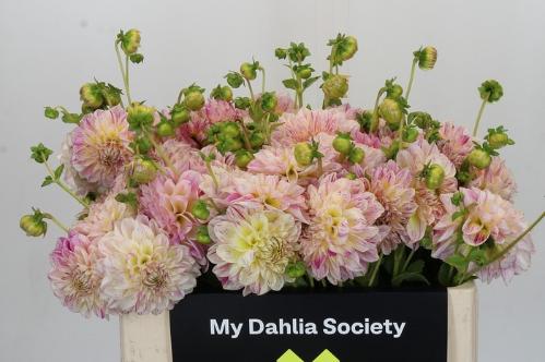 Dahlia overig