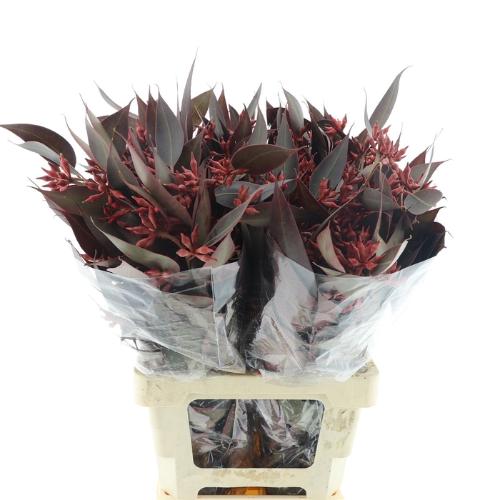 Eucalyptus kleurbehandeld per bos H%