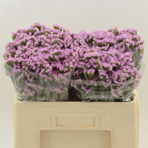 Limonium sinuatum Pretty Wings