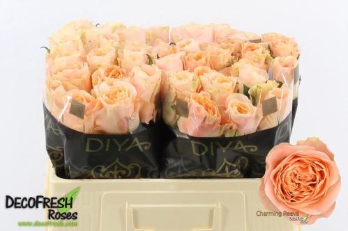 Rosa grootbloemig Charming Reeva