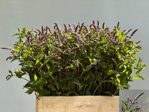 Mentha 'Tigra'