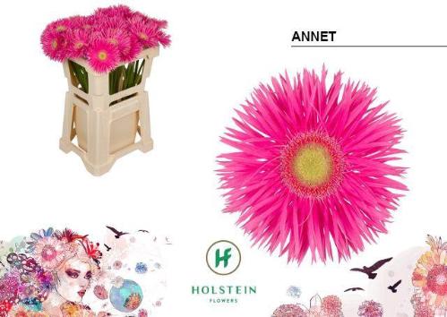 Gerbera grootbloemig spinvormig Big Gerspider Annet