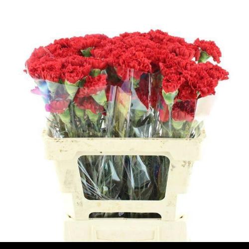 Dianthus standaard 'Arona'