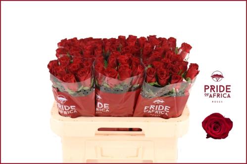 Rosa grootbloemig Revolution