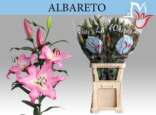 Lilium (OT-hybrids Grp) 'Albareto'