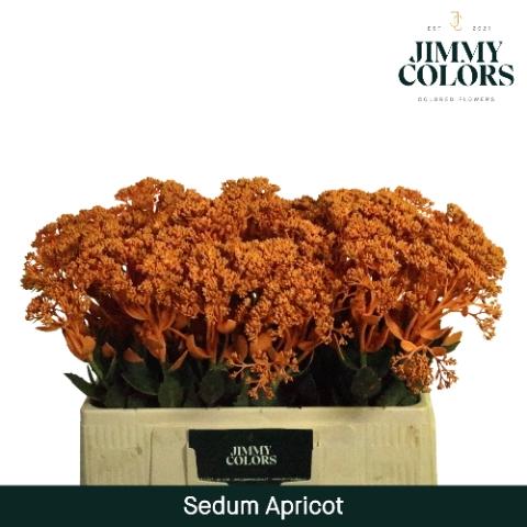 Sedum kleurbehandeld H%