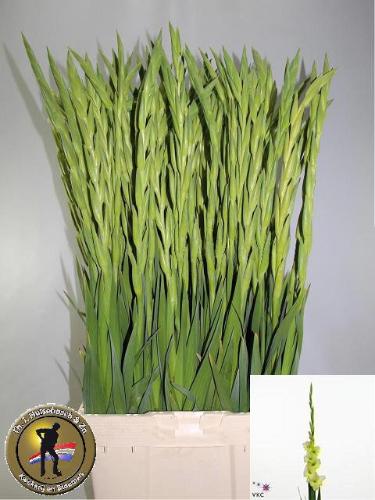 Gladiolus (Large-flowered Grp) 'Kio'