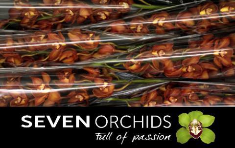 Cymbidium grootbloemig per tak 'Oranje Holland'