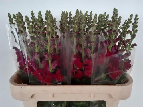Antirrhinum majus 'Antibes Red'