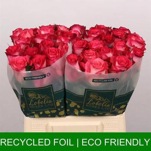 Rosa grootbloemig Nicoletta