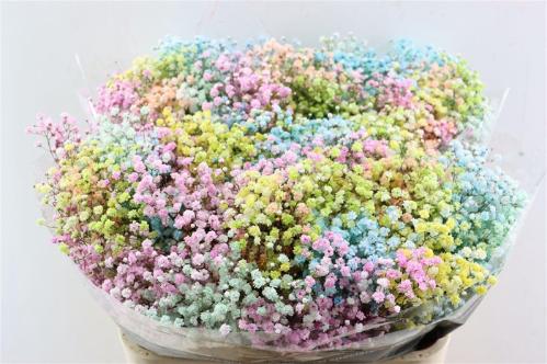 Gypsophila overig kleurbehandeld H%