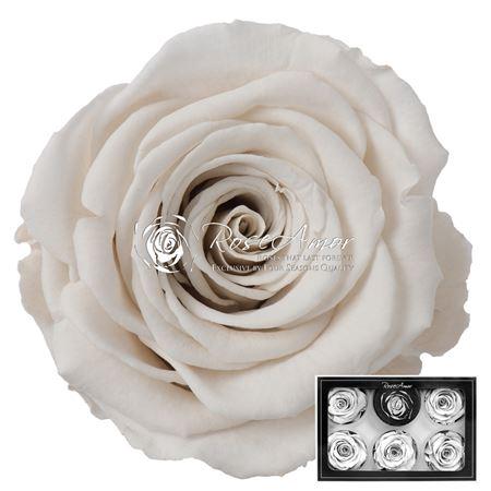 Rosa grootbloemig kleurbehandeld H%