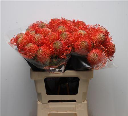 Leucospermum cordifolium 'Emily'