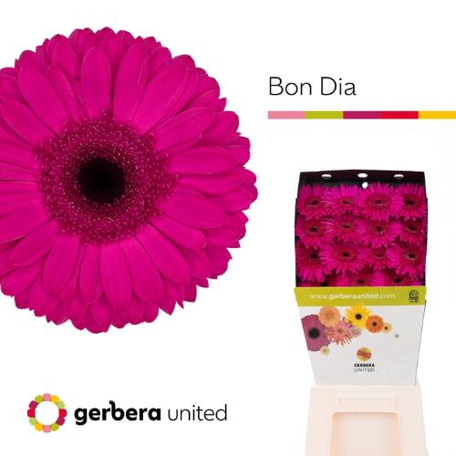 Gerbera grootbloemig Bon Dia
