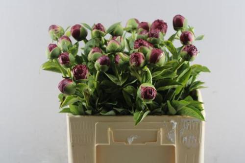 Paeonia 'Henry Bockstoce'