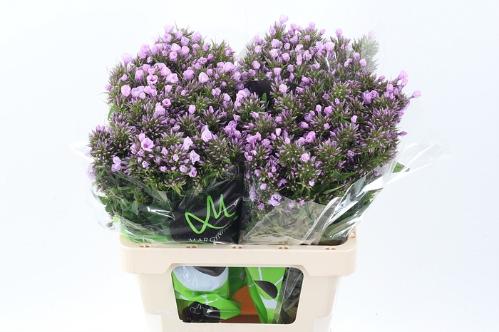 Phlox (Paniculata Grp)  B-Eyes Violet Eyes