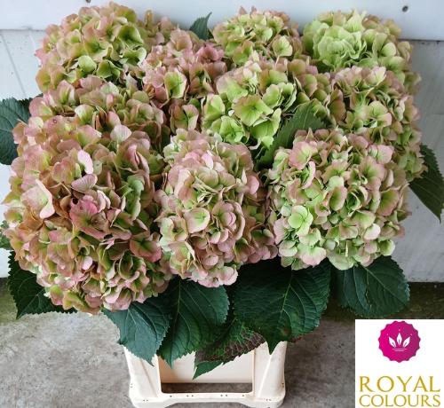 Hydrangea macrophylla Royal Princess (classic)