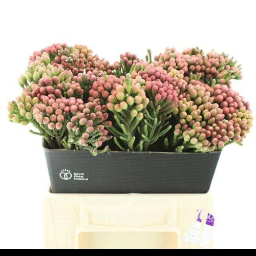 Brunia laevis red