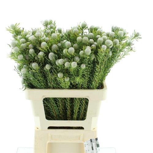 Leucadendron linifolium 'Jade Pearl' (vertakt)