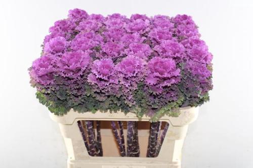 Brassica oleracea 'Crane Ruffle Red'