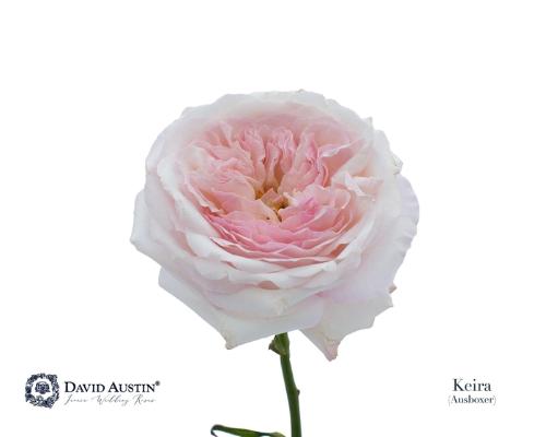 Rosa grootbloemig David Austin Keira