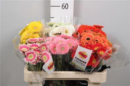 Gerbera mini Piccolini gemengd in fust