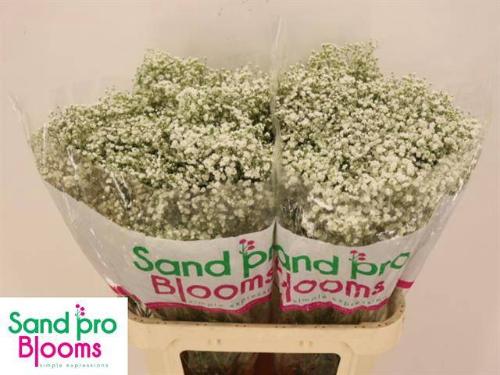 Gypsophila paniculata Optimus