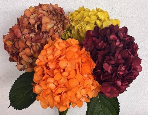 Hydrangea gemengd