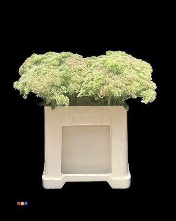 Sedum spectabile kleurbehandeld H%