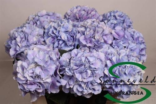 Hydrangea macrophylla Royal Supreme
