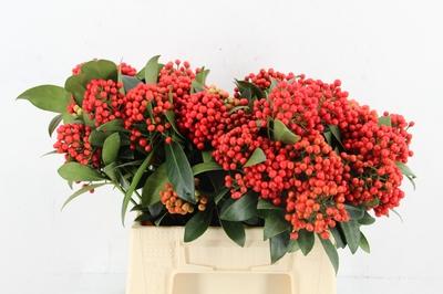Skimmia per bos overig