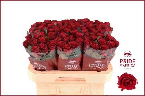 Rosa grootbloemig Red Tacazzi+